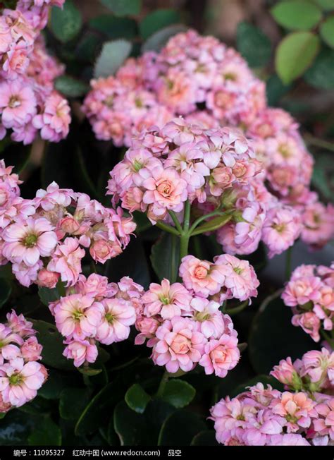 長壽花|长寿花（景天科伽蓝菜属植物）